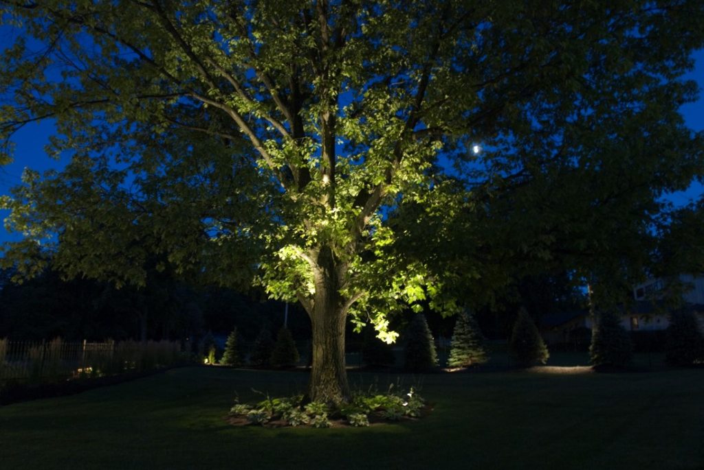 Lighting trees from above for moonlight effect for rural property landscape lighting