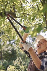 Prune trees to improve landscape lighting illumination